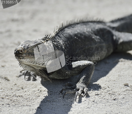 Image of Iguana 