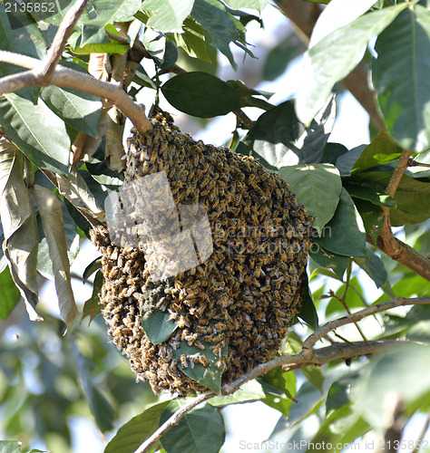 Image of Honey Bee Swarm 