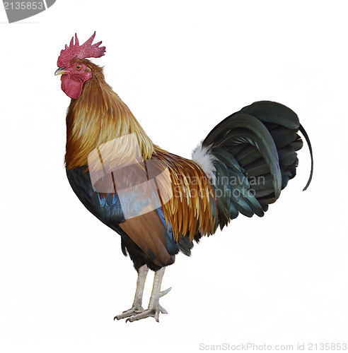 Image of Colorful Rooster