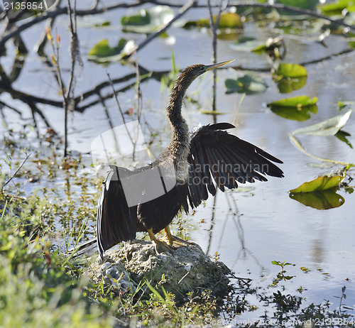 Image of Male American Anhinga (Anhinga anhinga)