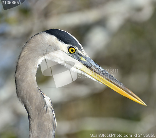 Image of Great Blue Heron