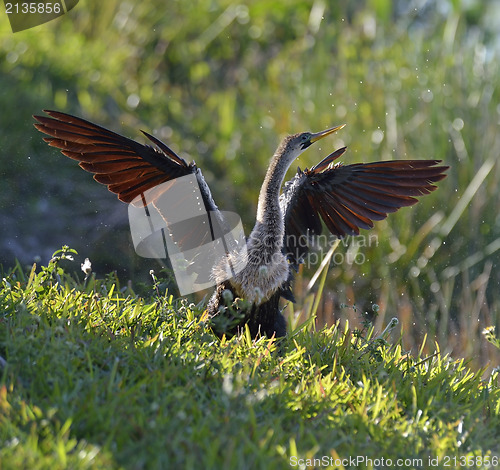 Image of Male American Anhinga 