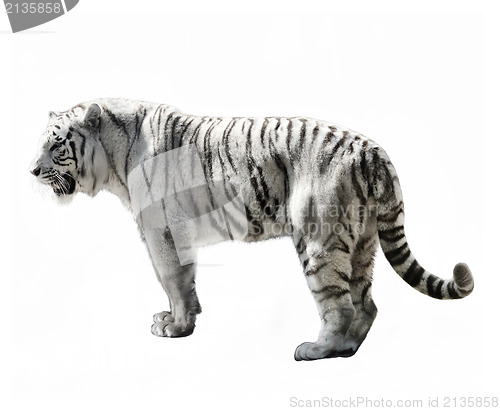 Image of White Tiger