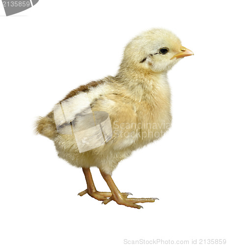 Image of Little Chicken 