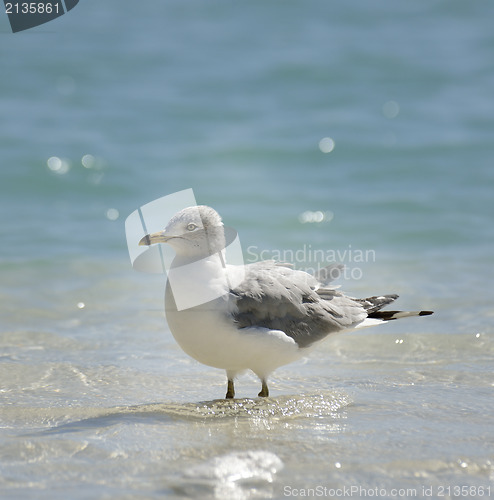 Image of Seagull