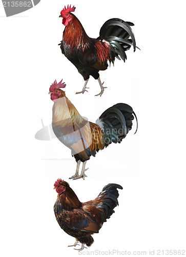 Image of Colorful Roosters