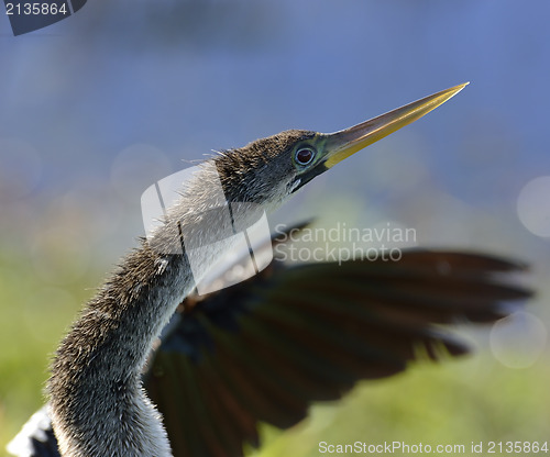 Image of Male American Anhinga