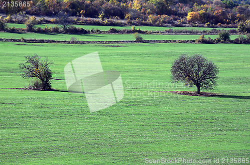 Image of Two Trees in the Stubble Field