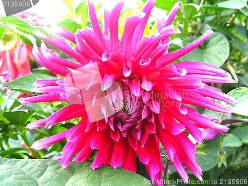 Image of a beautiful flower of red Dahlia