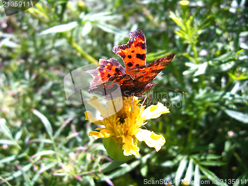 Image of brown butterfly on the flower