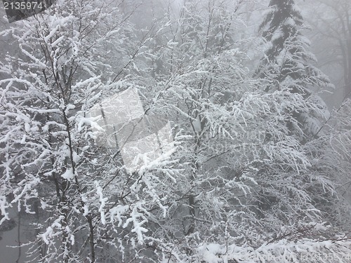 Image of winter tree snow background
