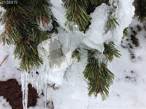 Image of winter tree snow background