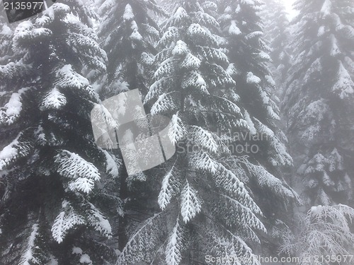 Image of winter tree snow background