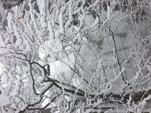 Image of winter tree snow background