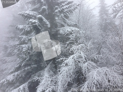 Image of winter tree snow background