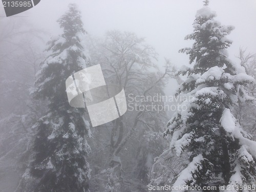 Image of winter tree snow background