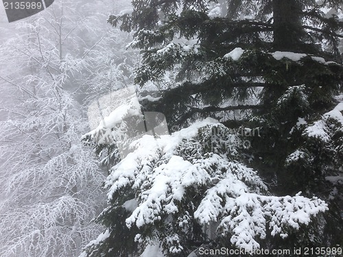 Image of winter tree snow background