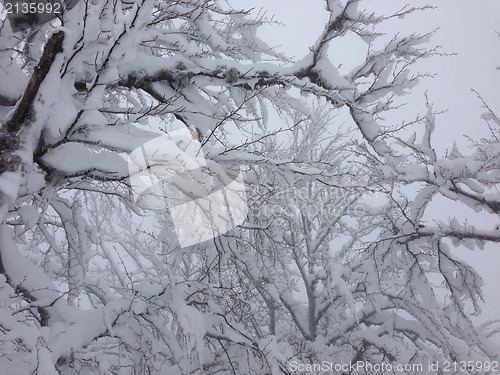 Image of winter tree snow background