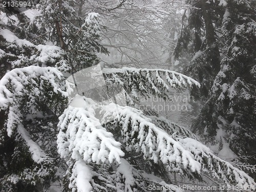 Image of winter tree snow background