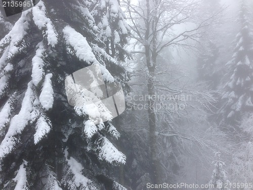 Image of winter tree snow background