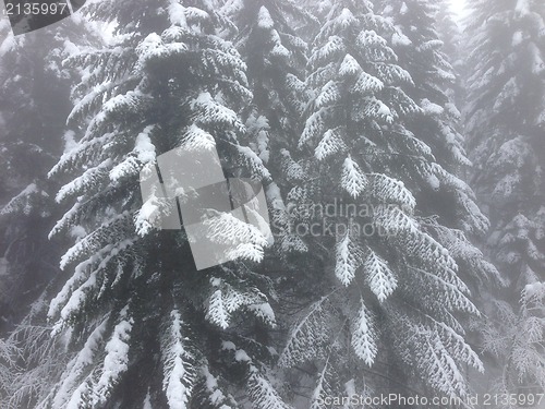 Image of winter tree snow background