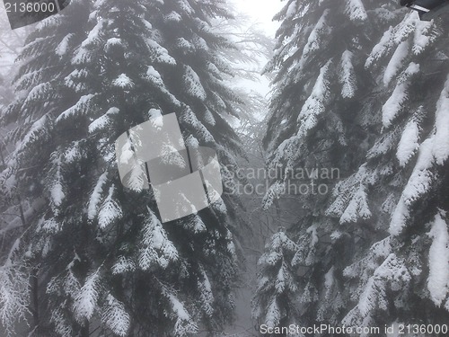 Image of winter tree snow background
