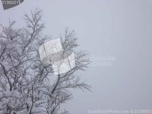 Image of winter tree snow background