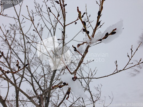 Image of winter tree snow background