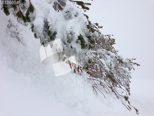 Image of winter tree snow background
