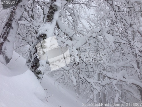 Image of winter tree snow background