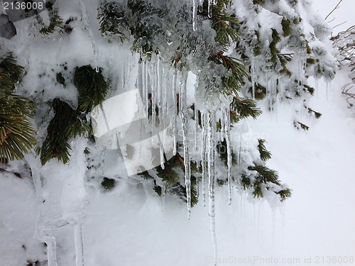 Image of winter tree snow background