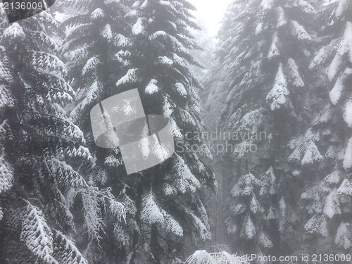 Image of winter tree snow background