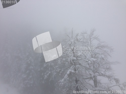 Image of winter tree snow background