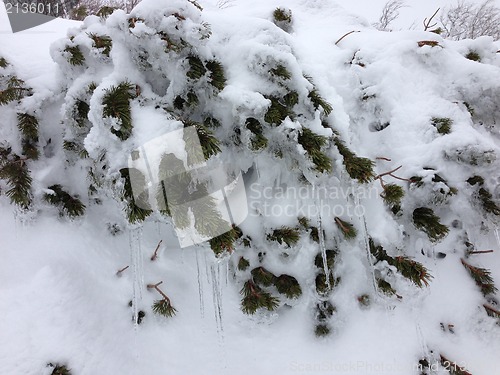 Image of winter tree snow background