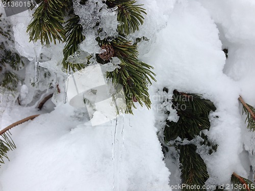 Image of winter tree snow background
