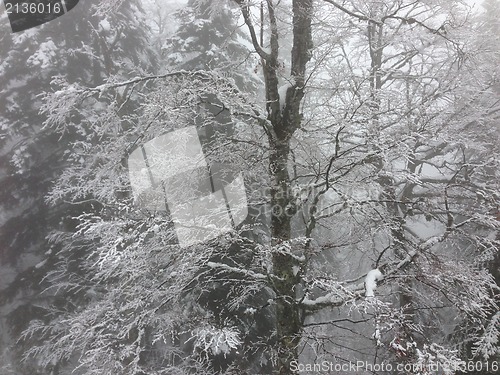 Image of winter tree snow background