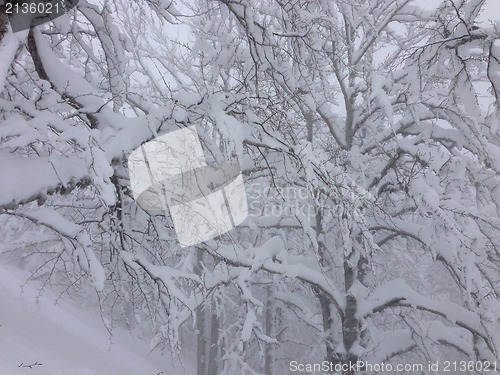 Image of winter tree snow background