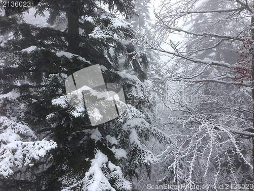 Image of winter tree snow background