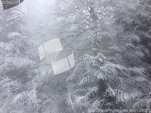 Image of winter tree snow background