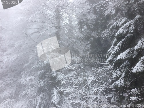 Image of winter tree snow background