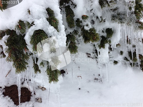 Image of winter tree snow background