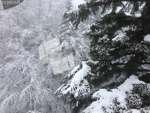 Image of winter tree snow background