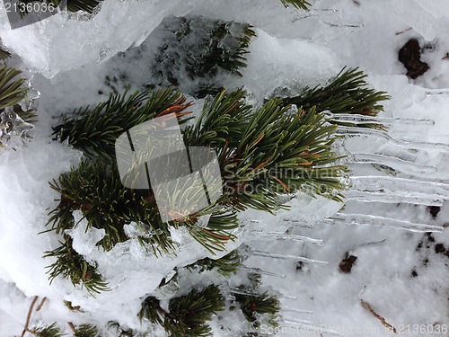 Image of winter tree snow background
