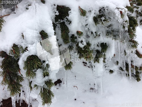 Image of winter tree snow background