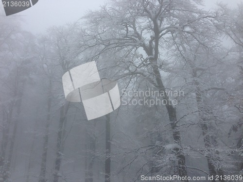Image of winter tree snow background