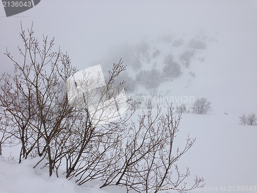 Image of winter tree snow background