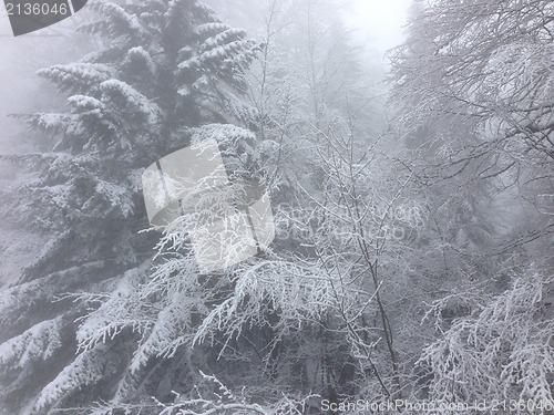 Image of winter tree snow background