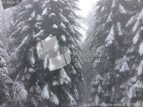 Image of winter tree snow background