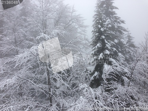 Image of winter tree snow background