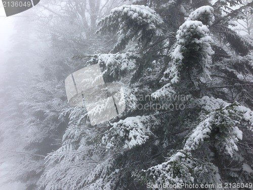 Image of winter tree snow background
